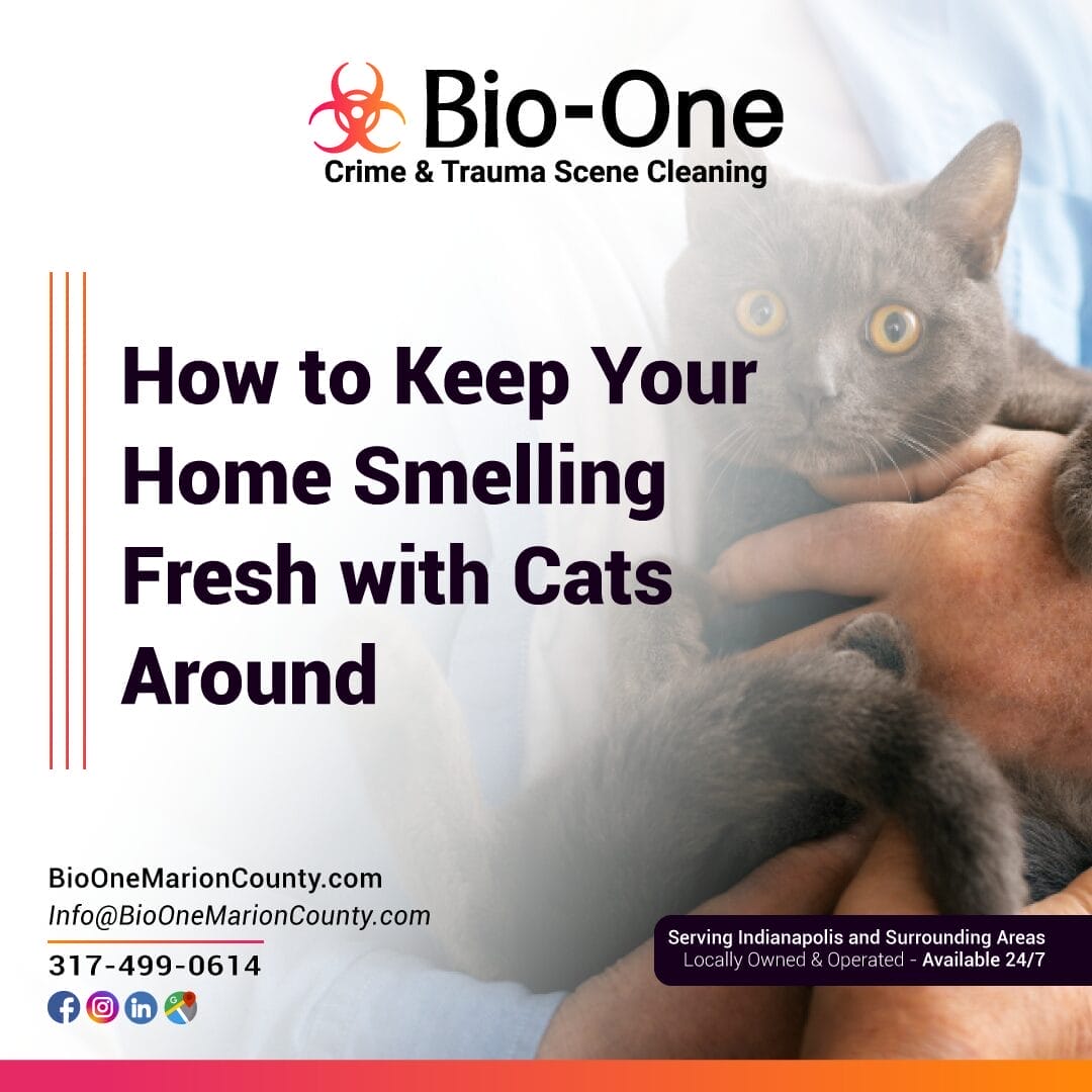 How to Keep Your Home Smelling Fresh with Cats Around