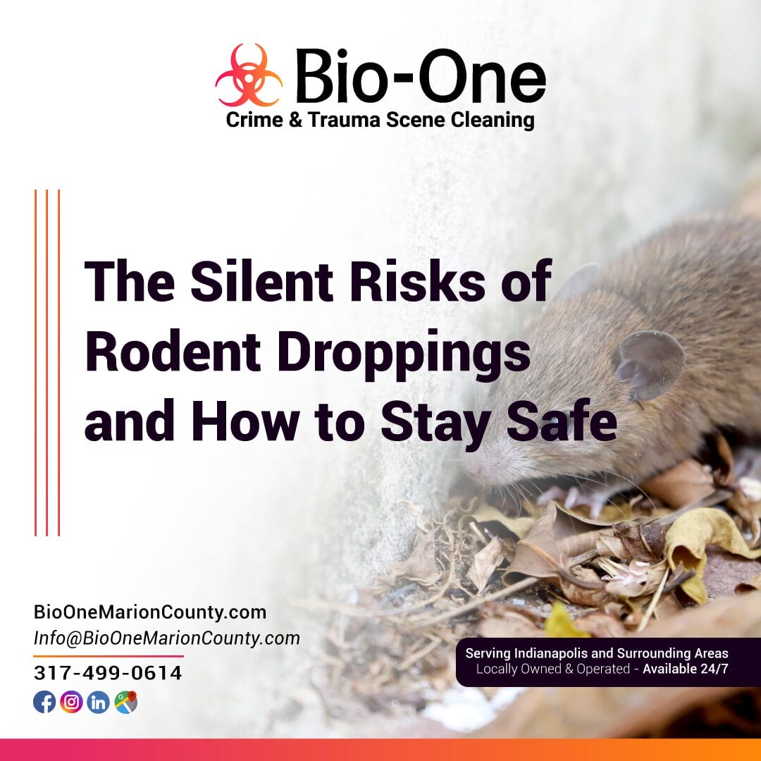 The Silent Risks of Rodent Droppings and How to Stay Safe